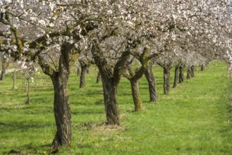 Old apricot trees in bloom, Paudorf, Lower Austria, Austria, Europe