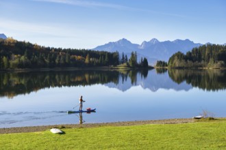 A person on a surfboard paddles on a reflecting lake with autumnal trees and mountains, Forggensee,