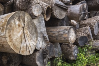 Close-up of pile of large cut and stacked logs some stripped of their bark in woodyard in summer,