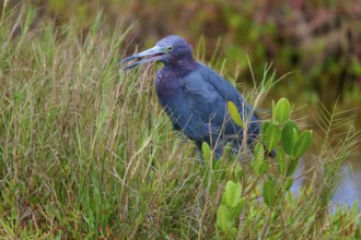 Great Blue Heron (Egretta caerulea), in a meadow, Black Point Wildlife Drive, Titusville, Florida,