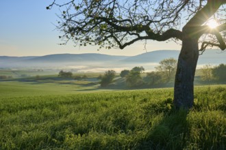 A peaceful landscape with green fields, hills and trees at sunrise with light fog, Mönchberg,