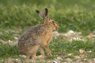 Brown hare (Lepus europaeus) adult animal humourously sticking its tongue out in a farmland cereal