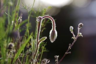 Borage (Borago officinalis), closed flower, hairs, backlight, macro, The hairs of the stem and the