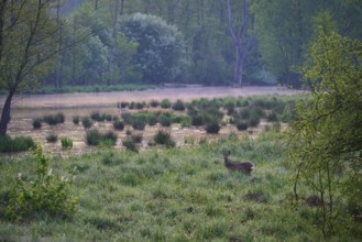 A deer stands on a green meadow next to a lake in a foggy forest in the early morning, Erlensee,