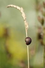 Small snail in a garden, July, Germany, Europe