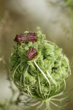 Italian striped bugs (Graphosoma lineatum), July, Saxony, Germany, Europe