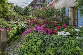 Hydrangeas in bloom in the front garden of an old farmhouse, Ödenberg, . Middle Franconia, Bavaria,