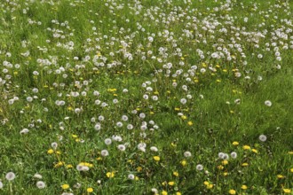 Green grass lawn overgrown with Taraxacum officinale, Dandelion flowers ready to release seeds in