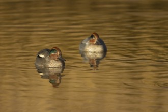 Eurasian teal (Anas crecca) two adult male birds on water of a lake, Norfolk, England, United