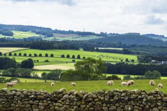 Sheeps and Farms in Yorkshire Dales National Park, North Yorkshire, England, United Kingdom, Europe