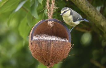 Young tit eating sunflower seeds from a coconut