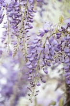 Wisterias (Wisteria) hanging down, lilac-coloured, close-up, background blurred white, Dortmund,