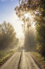 Sunbeams shining through the fog and tree canopies on a gravel road in a forest grove in autumn