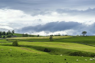 Sheeps and Farms in Yorkshire Dales National Park, North Yorkshire, England, United Kingdom, Europe