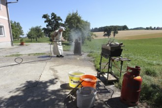 European roe deer (Capreolus capreolus) Roebuck trophy processing, using steam jet to spray off