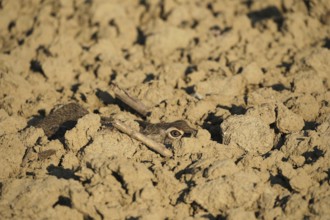 European hare (Lepus europaeus) perfectly camouflaged in its nest in a field furrow, Lower Austria,