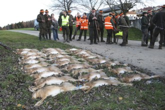 Hunter with hare (Lepus europaeus) after the end of the hunt, so called Strecke legen, tradition,