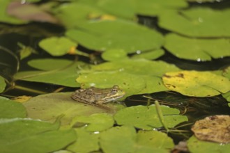 Water frog (Rana esculenta)