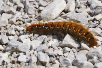 Blackberry moth (Macrothylacia rubi), August, Bavaria, Germany, Europe