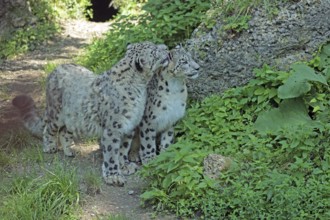 Snow leopard (Panthera uncia), captive