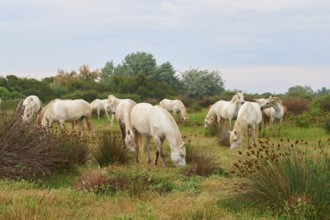 White Camargue horse herd grazing in a meadow, Summer, Camargue, France, Europe