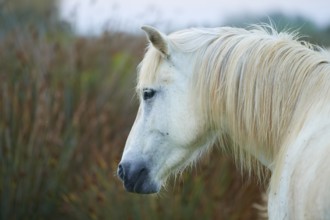 White Camargue horse close-up, summer, Camargue, France, Europe