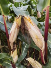 Two ripe corn cobs with visible yellow corn kernels of maize Corn plant (Zea mays), Germany, Europe