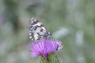 Checkerspot butterfly (Melanargia galathea) on creeping thistle (Cirsium hydrophilum), underside of