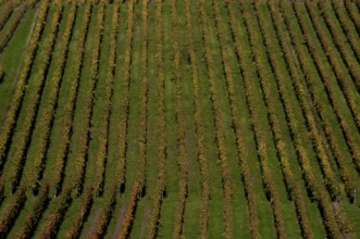 vineyard, vines, grapevines, winegrowing, autumn colouring, autumn, graphic, Strümpfelbach,