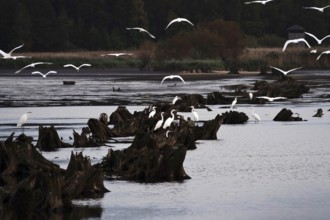 Great White Egret, Upper Lusatian Pond Landscape, October, Lusatia, Saxony, Germany, Europe