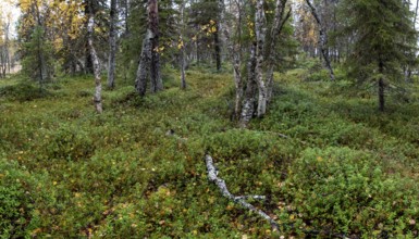 Close-up, autumn forest floor, tundra, Lapland, Finland, Europe