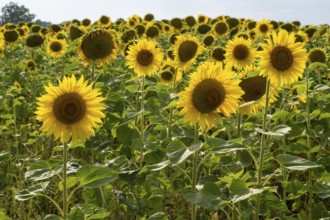 Flowering sunflowers (Helianthus annuus), sunflower field, North Rhine-Westphalia, Germany, Europe