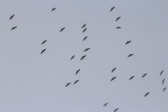 Cranes in the sky, September, Mecklenburg-Western Pomerania, Germany, Europe