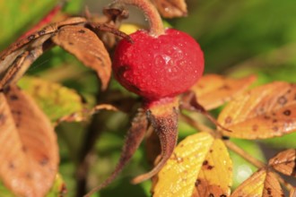 Rosehip, September, Germany, Europe