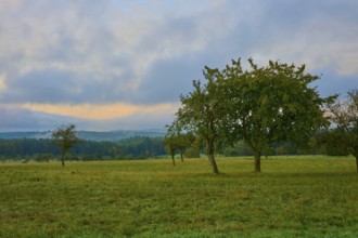 Sunrise over a meadow with apple trees (Malus domestica), and pastel-coloured sky, autumn,