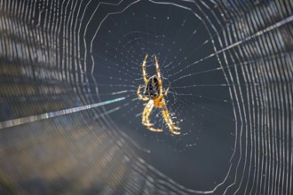 Cross spider (Araneus), garden cross spider (Araneus diadematus) wheel web, garden cross spider,