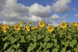 Sunflowers (Helianthus annuus) in bloom, sunflower field, blue cloudy sky, North Rhine-Westphalia,