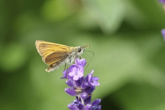 Large skipper (Ochlodes venatus), collecting nectar from a flower of Common lavender (Lavandula