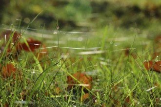 Autumn time, threads of cobwebs in a meadow, Germany, Europe