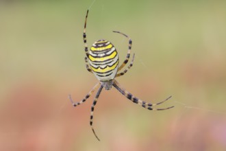 Wasp spider (Argiope bruennichi), also known as zebra spider or tiger spider in a web, Aschendorfer