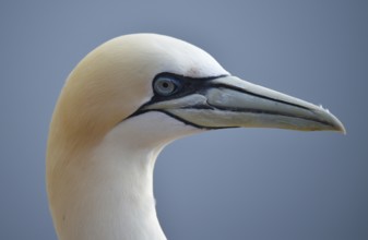 Gannet (Morus bassanus) on the offshore island of Heligoland, Schleswig-Holstein, Germany, Europe