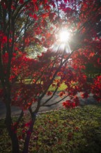 Red coloured leaves of a maple, maple tree, glowing against the light, autumn, autumn atmosphere,