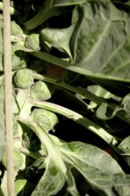 Brussels sprouts, autumn, Germany, Europe