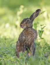 European hare (Lepus europaeus) with wet fur sitting in a field, tongue visible, wildlife,