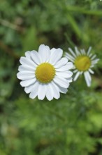 Matricaria chamomilla (Matricaria chamomilla), flowers, medicinal plant, Wilnsdorf North