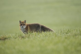 Red fox (Vulpes vulpes) secured in the meadow, Allgäu, Bavaria, Germany, Allgäu, Bavaria, Germany,