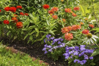 Ageratum houstonianum 'Aloha Blue', Floss Flower, orange and red Zinnia in red rectangular brick