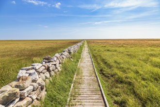 Empty wooden walking path on a grass heath to the horizon a sunny summer day, Öland, Sweden, Europe