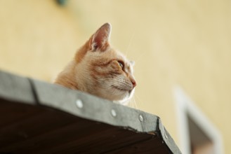 Orange felidae (Felis catus) looking relaxed from a roof outside