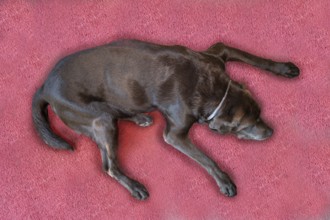 Sleeping dog, Labrador breed, on a red carpet, Baden-Württemberg, Germany, Europe